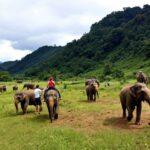 Elephant Nature Park – Ethical Wildlife Experience Near Chiang Mai Golf